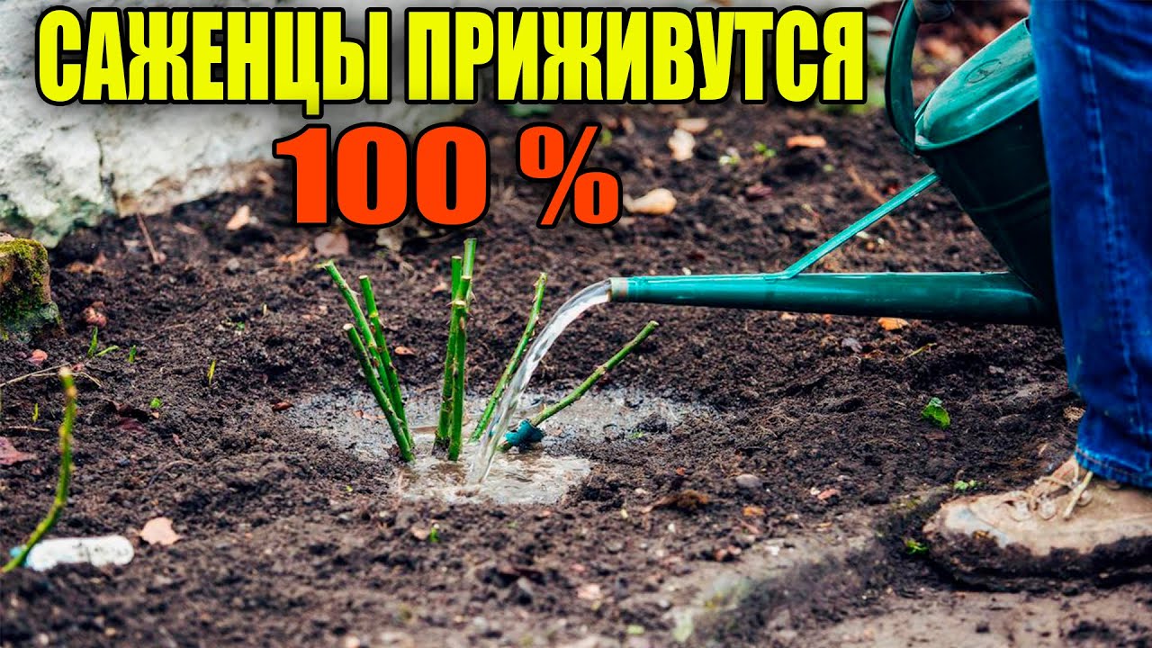 Нажмите, чтобы запустить видео