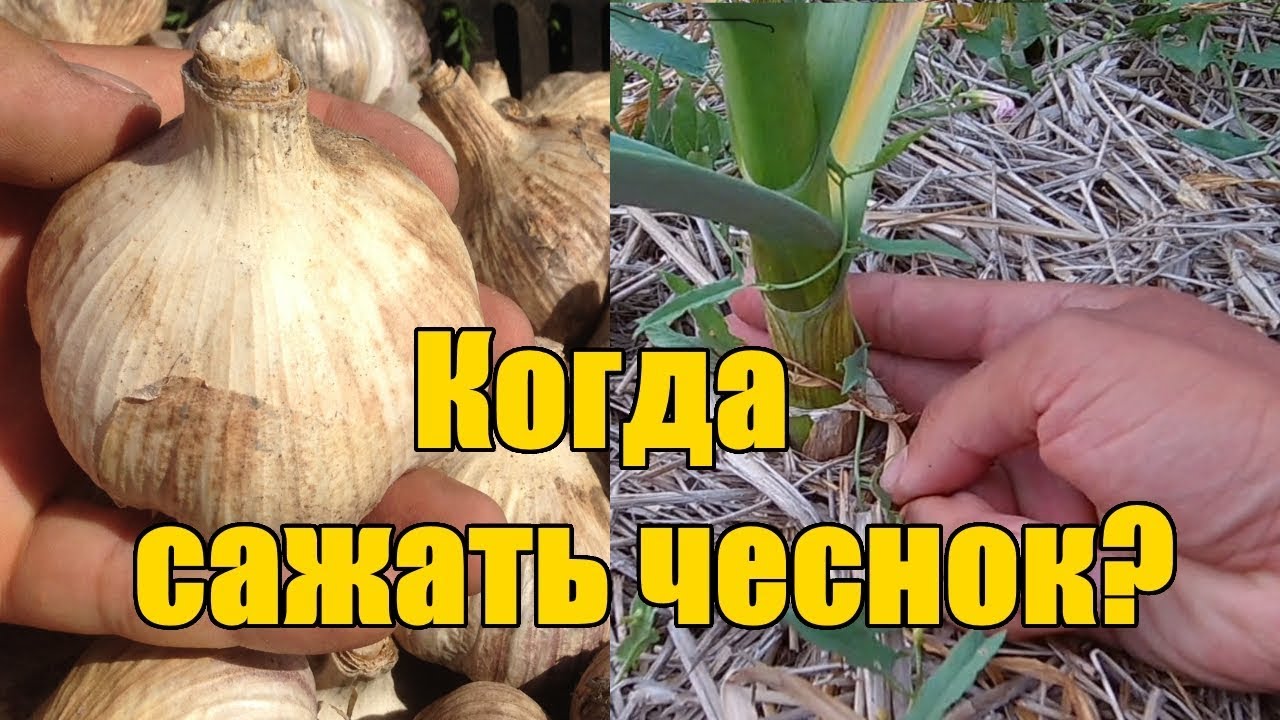 Нажмите, чтобы запустить видео