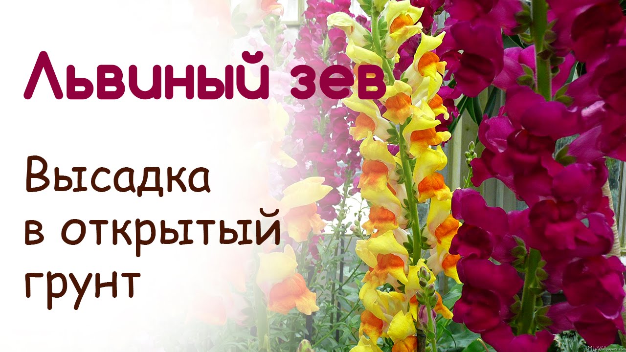 Нажмите, чтобы запустить видео