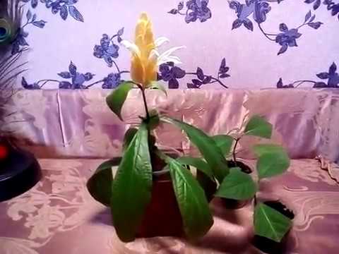 Нажмите, чтобы запустить видео