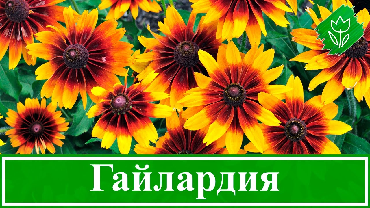 Нажмите, чтобы запустить видео