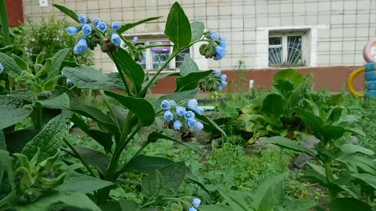 Нажмите, чтобы запустить видео