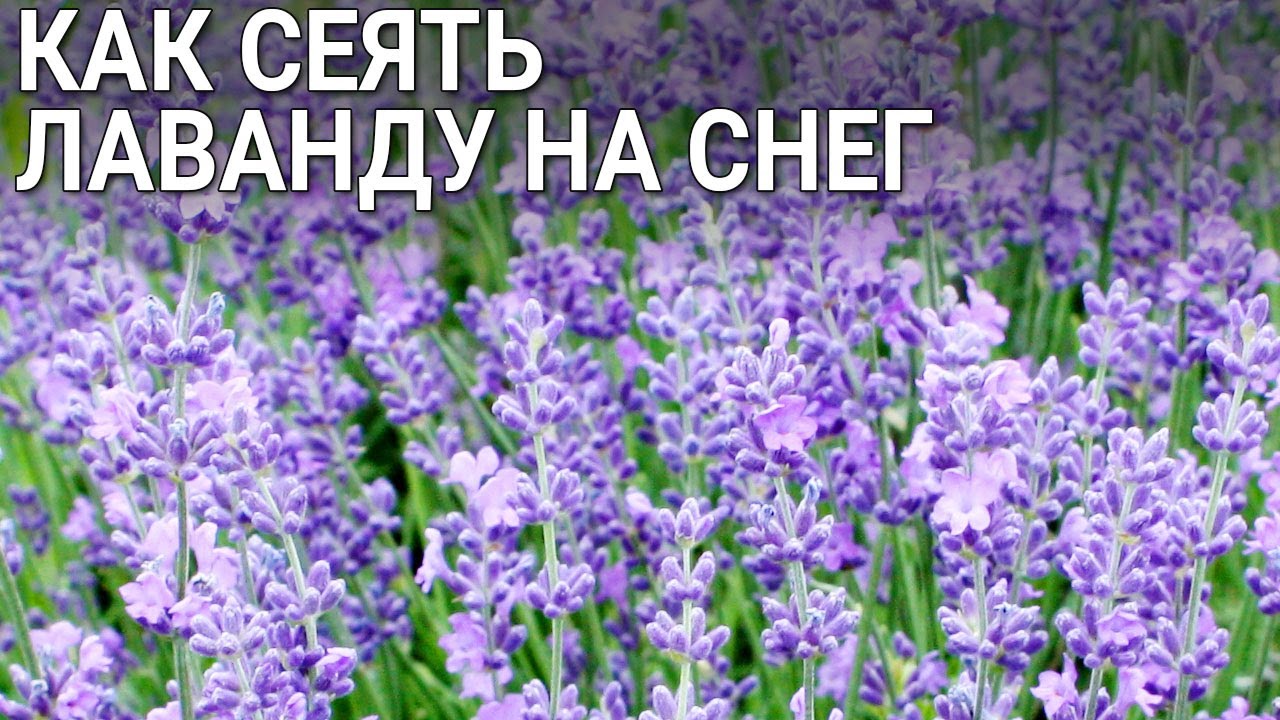 Нажмите, чтобы запустить видео