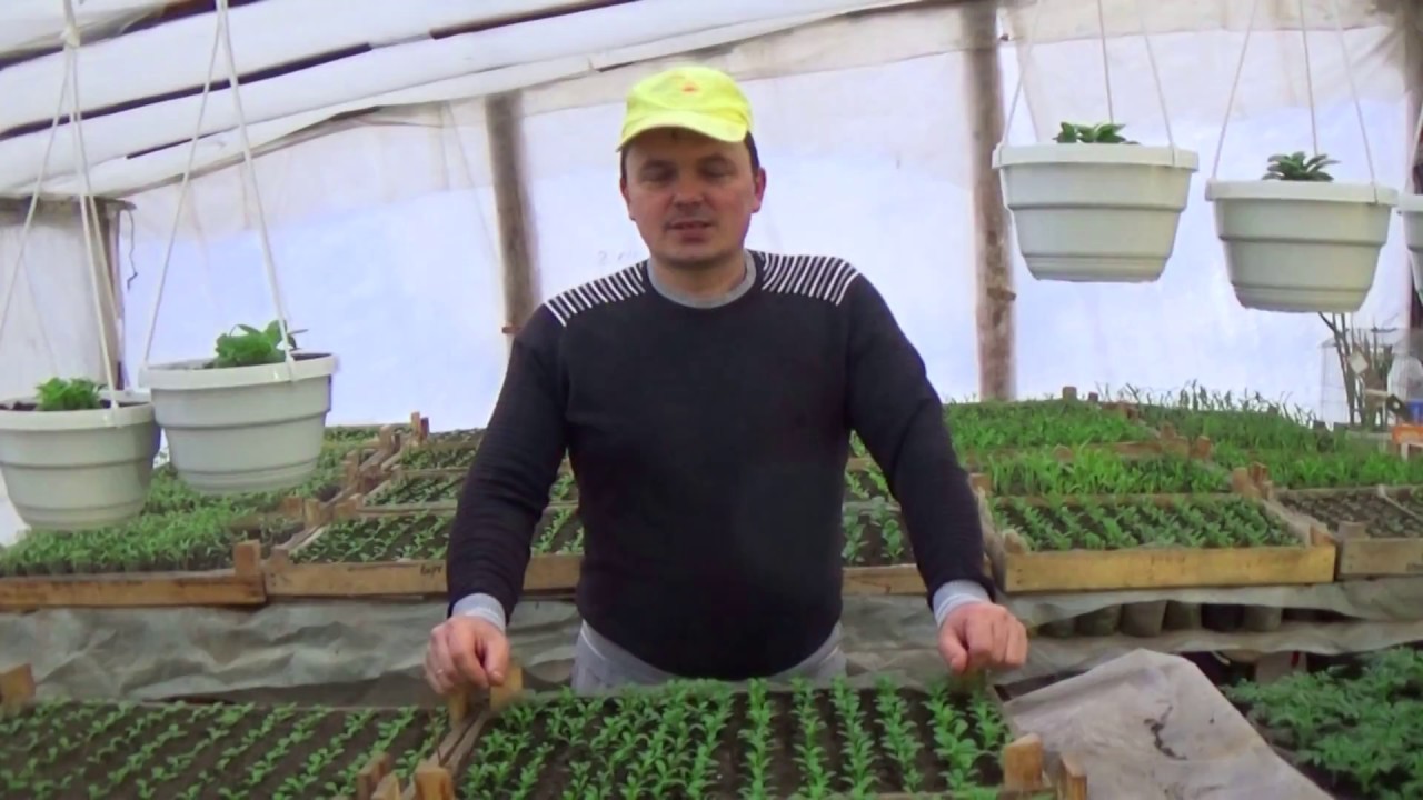 Нажмите, чтобы запустить видео