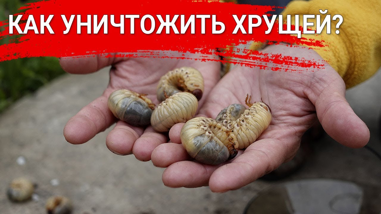 Нажмите, чтобы запустить видео