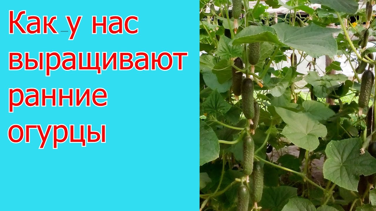 Нажмите, чтобы запустить видео