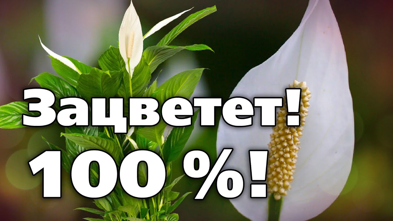 Нажмите, чтобы запустить видео