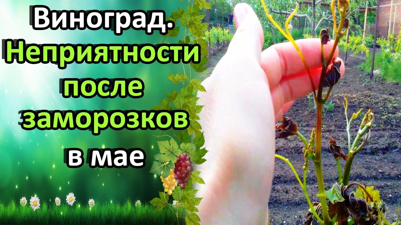 Нажмите, чтобы запустить видео