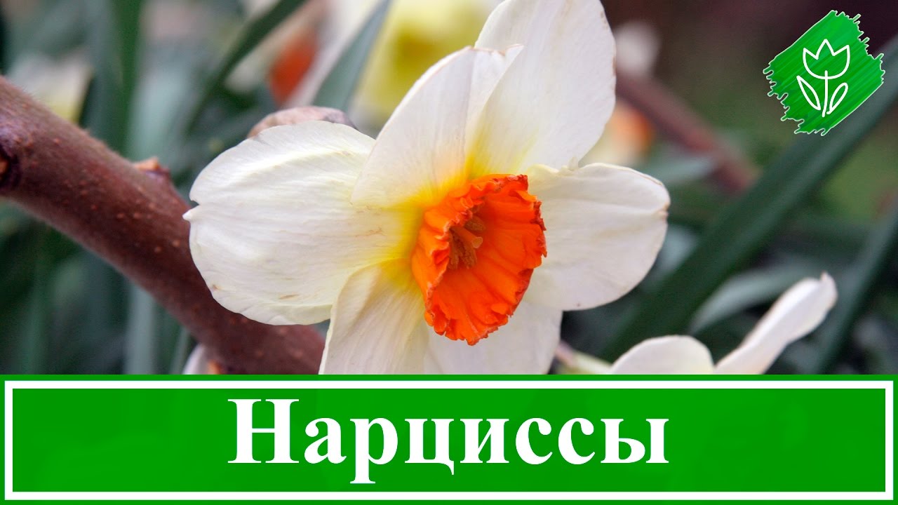 Нажмите, чтобы запустить видео