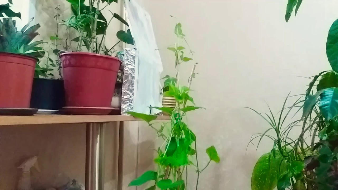 Нажмите, чтобы запустить видео