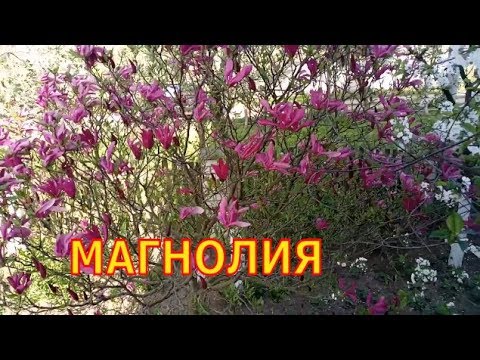 Нажмите, чтобы запустить видео