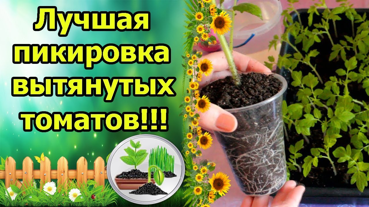 Нажмите, чтобы запустить видео