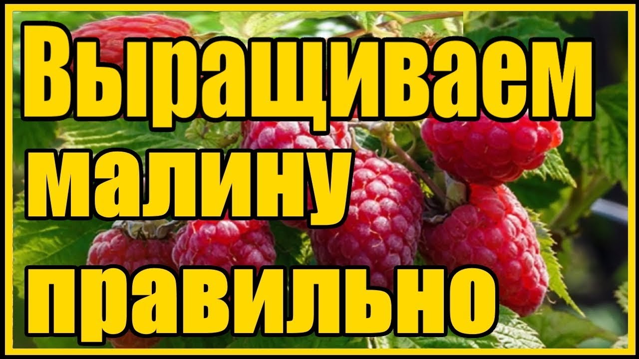 Нажмите, чтобы запустить видео