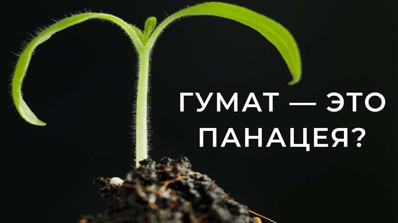 Нажмите, чтобы запустить видео