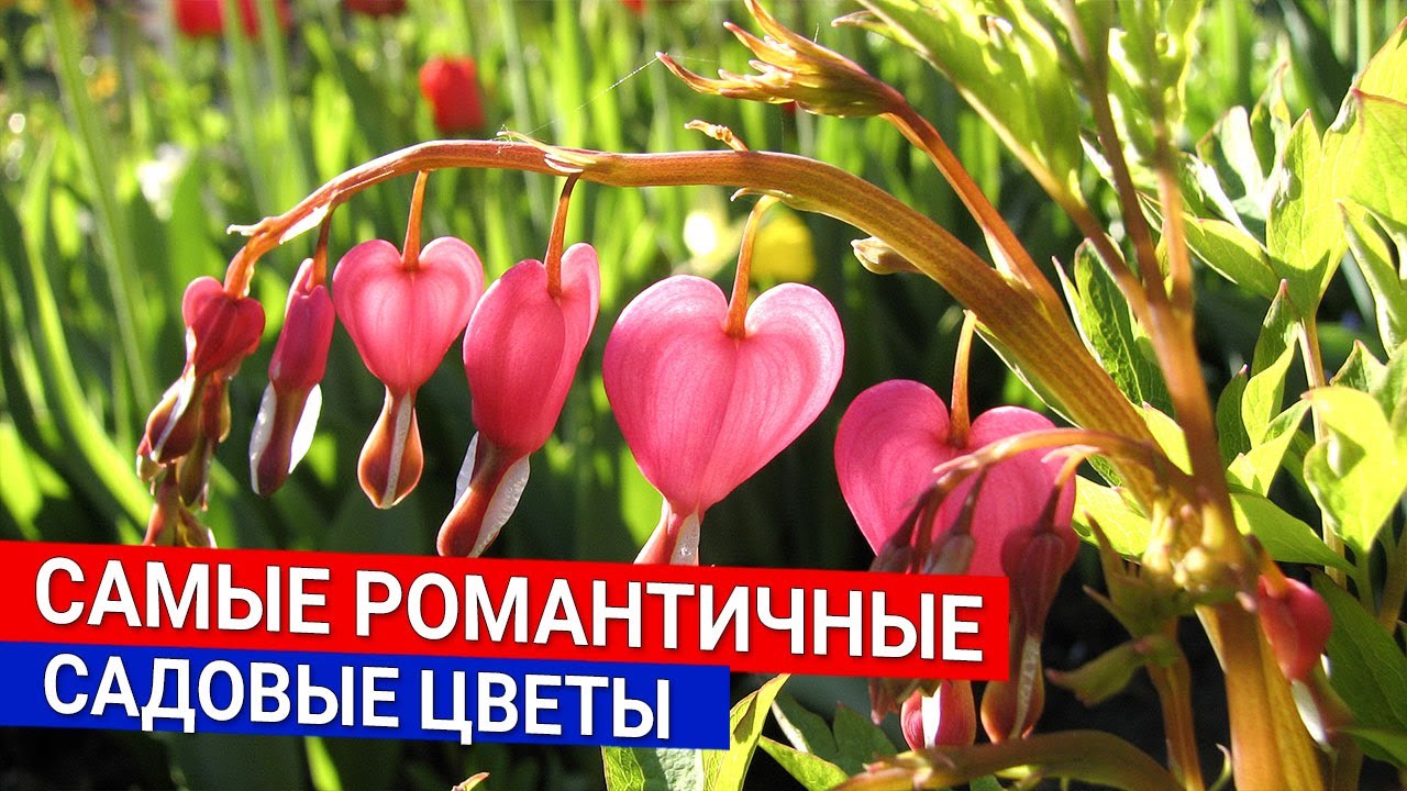 Нажмите, чтобы запустить видео