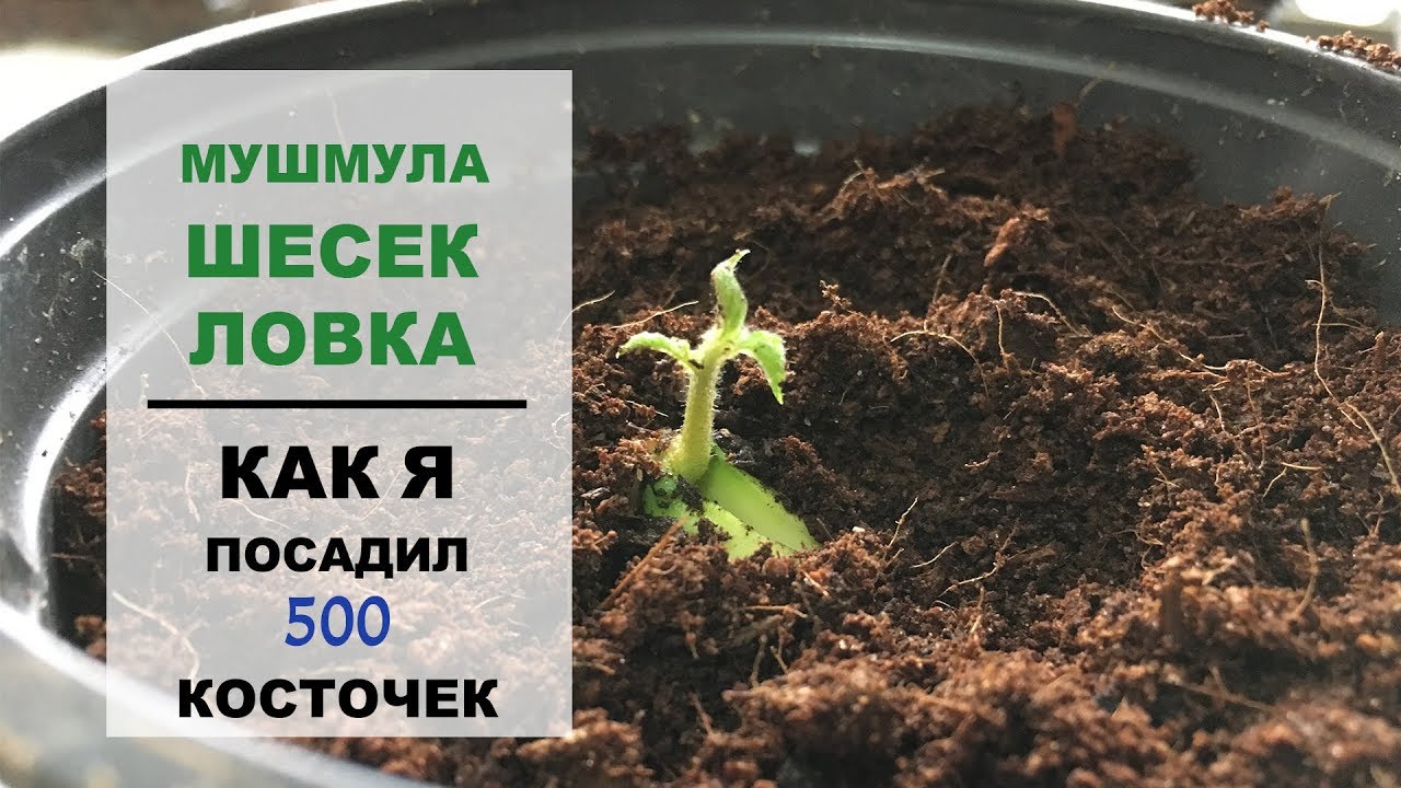 Нажмите, чтобы запустить видео