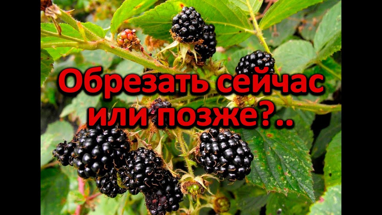 Нажмите, чтобы запустить видео