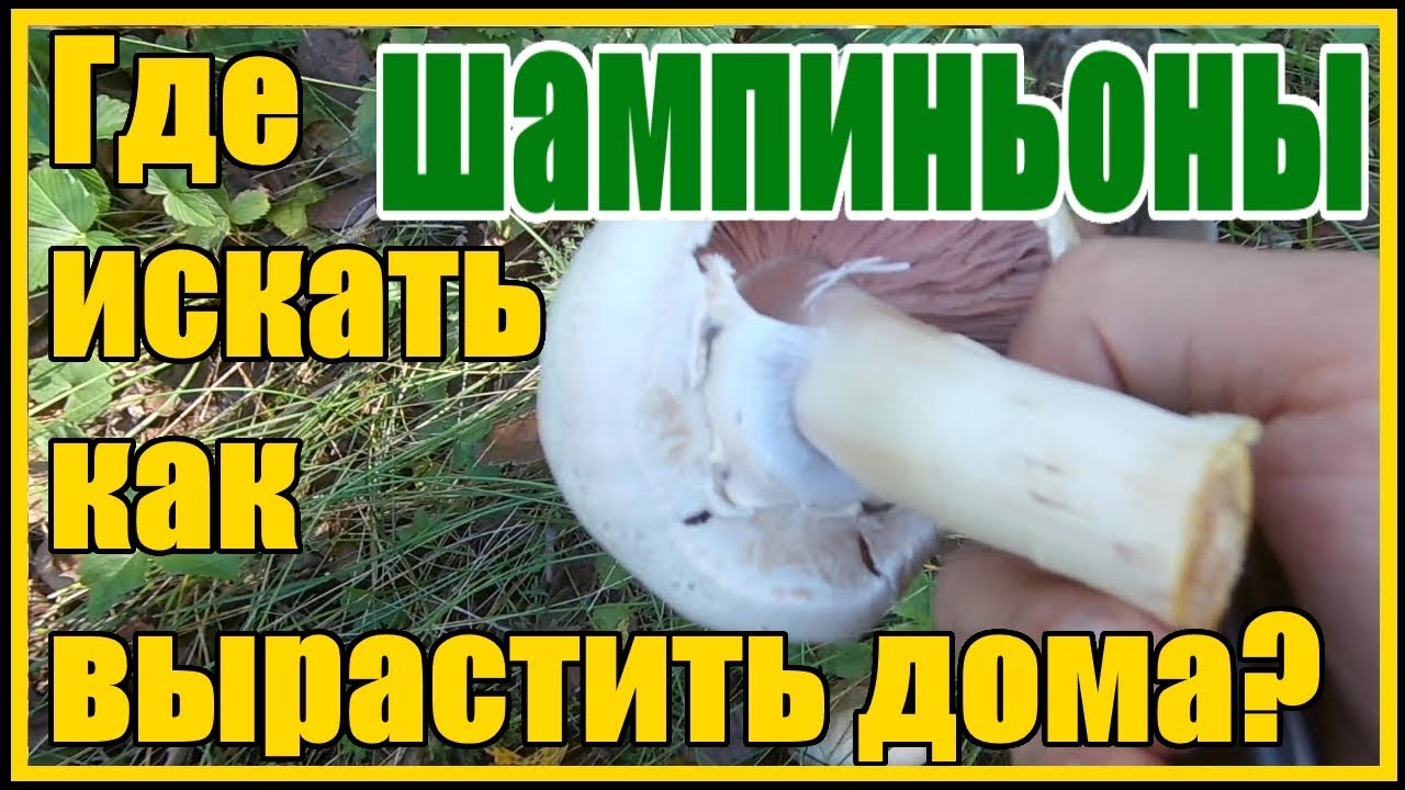 Нажмите, чтобы запустить видео