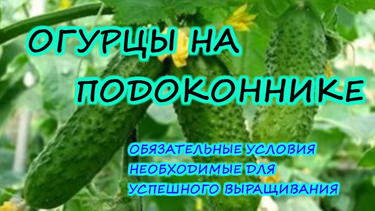 Нажмите, чтобы запустить видео