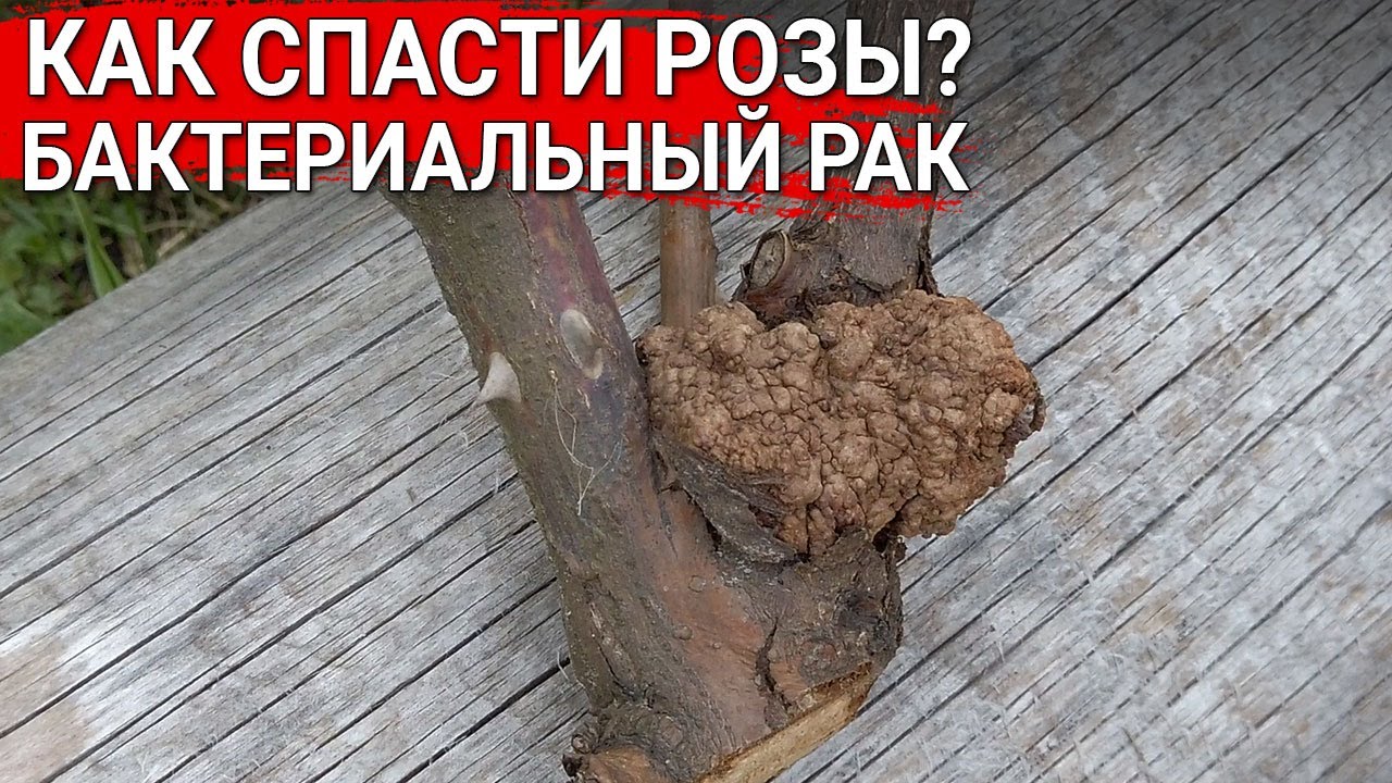 Нажмите, чтобы запустить видео