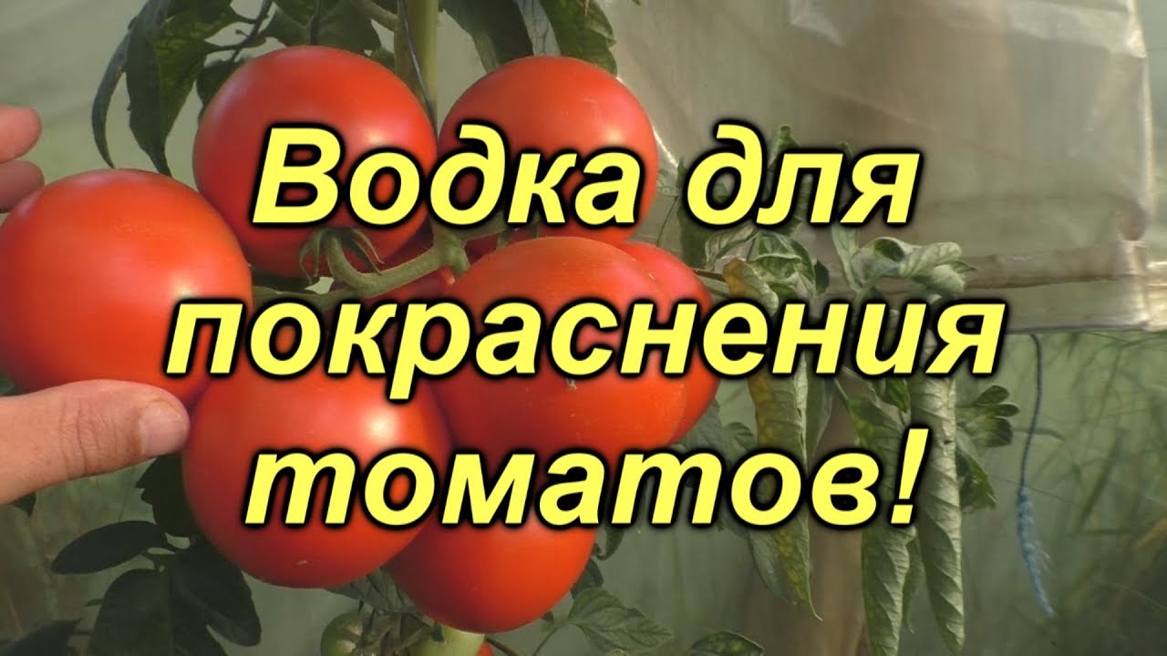 Нажмите, чтобы запустить видео