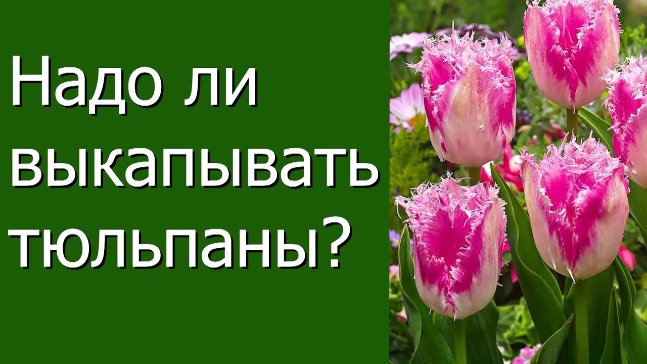 Нажмите, чтобы запустить видео