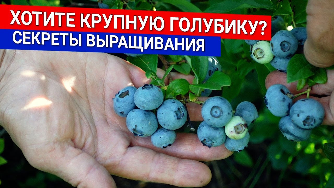 Нажмите, чтобы запустить видео