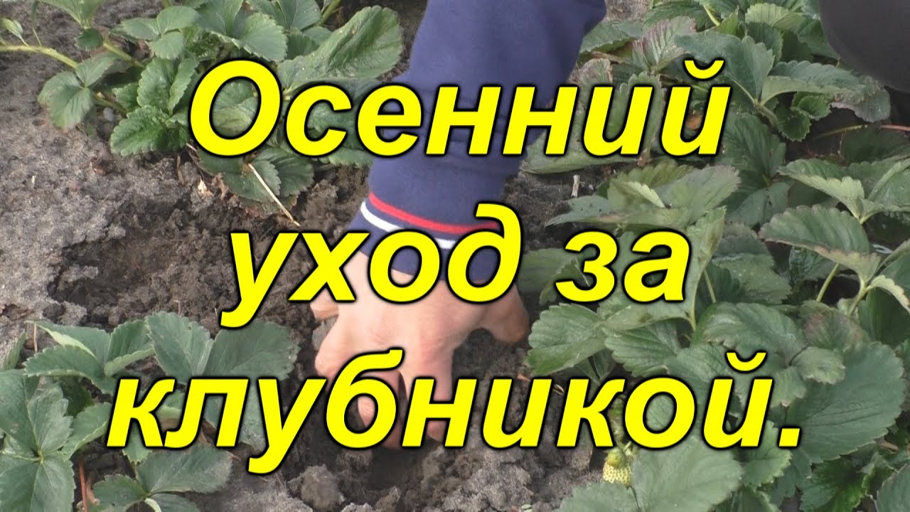 Нажмите, чтобы запустить видео