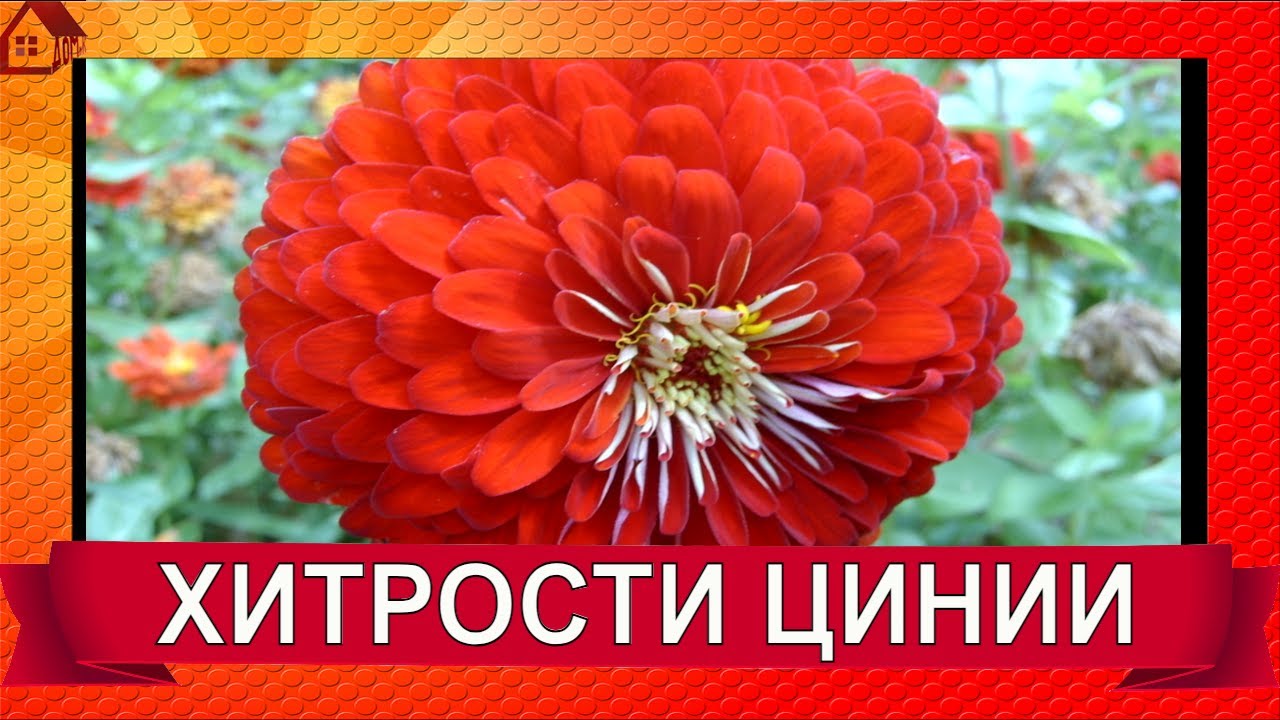 Нажмите, чтобы запустить видео