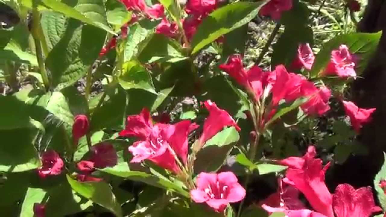 Нажмите, чтобы запустить видео