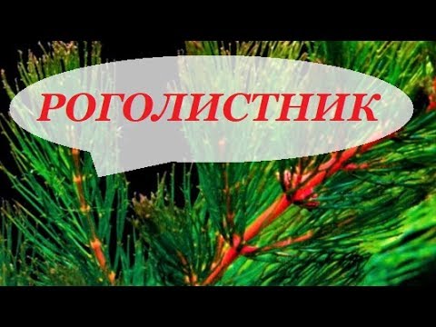 Нажмите, чтобы запустить видео