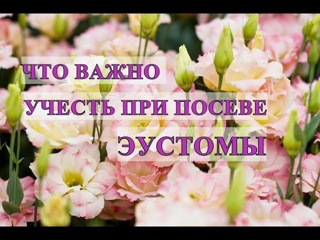 Нажмите, чтобы запустить видео