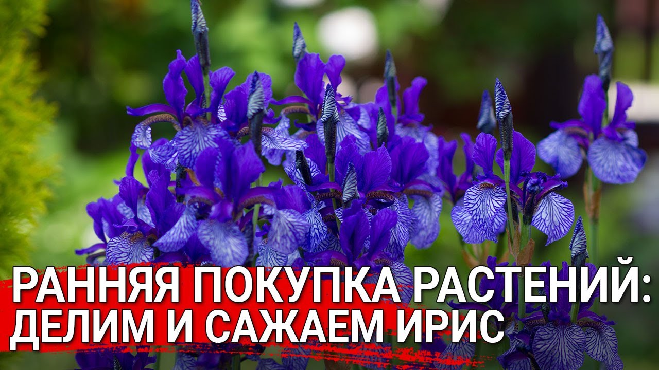 Нажмите, чтобы запустить видео