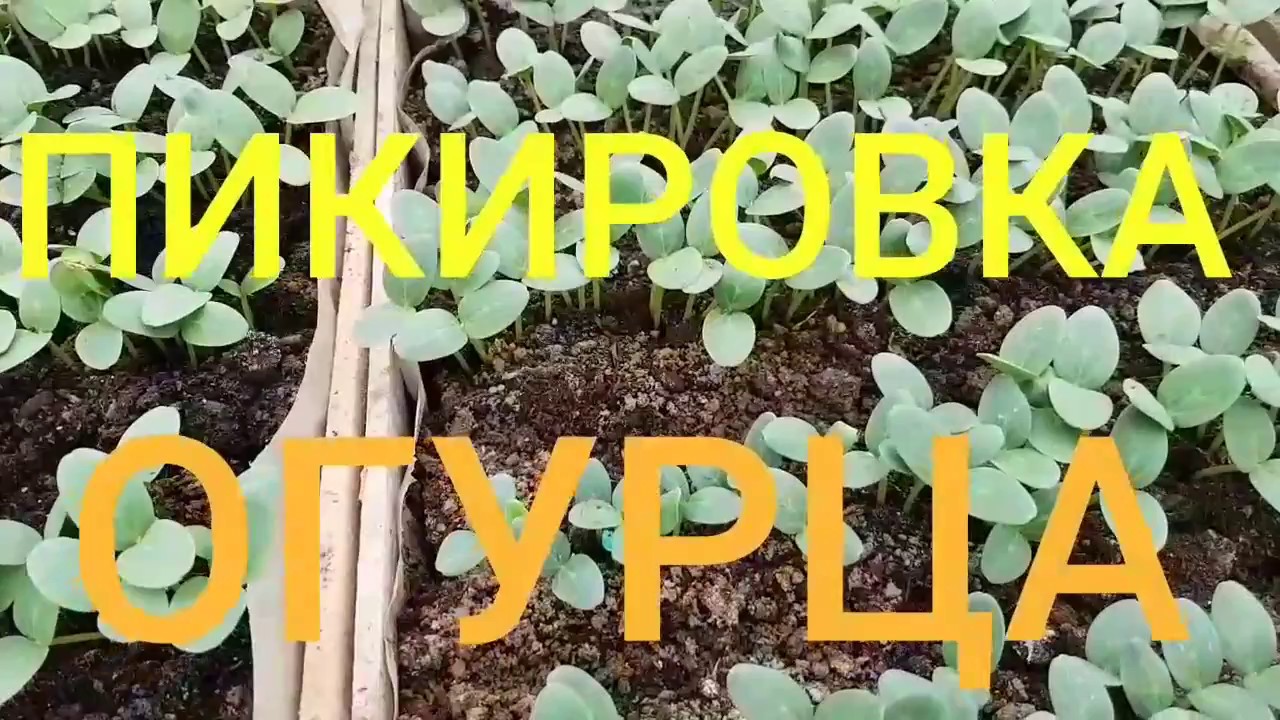 Нажмите, чтобы запустить видео