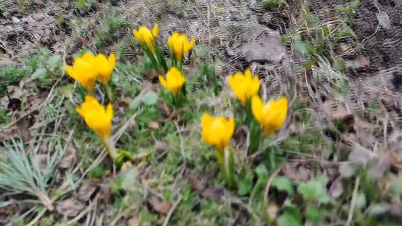 Нажмите, чтобы запустить видео