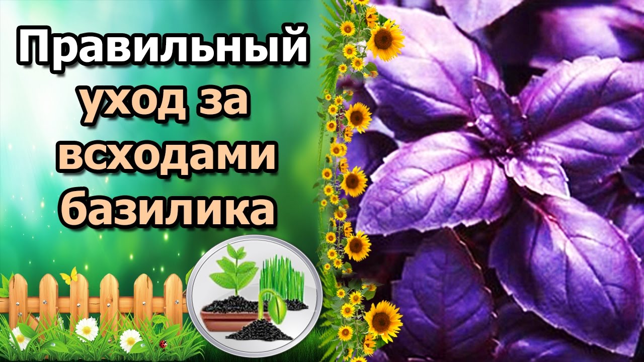 Нажмите, чтобы запустить видео