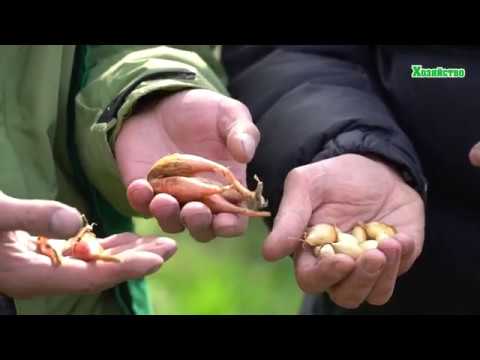 Нажмите, чтобы запустить видео