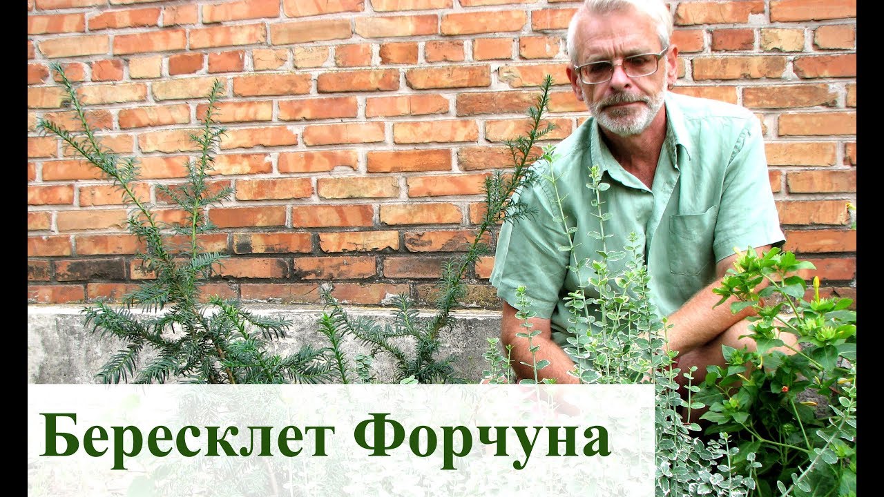 Нажмите, чтобы запустить видео