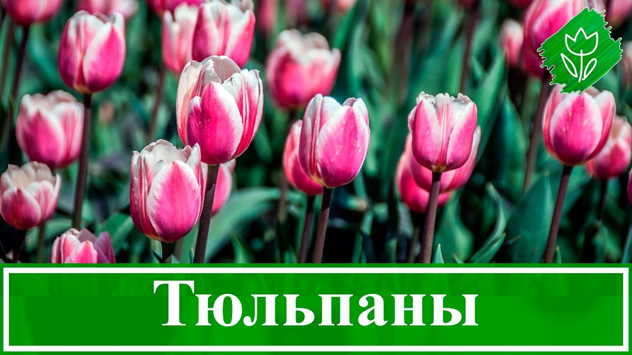 Нажмите, чтобы запустить видео