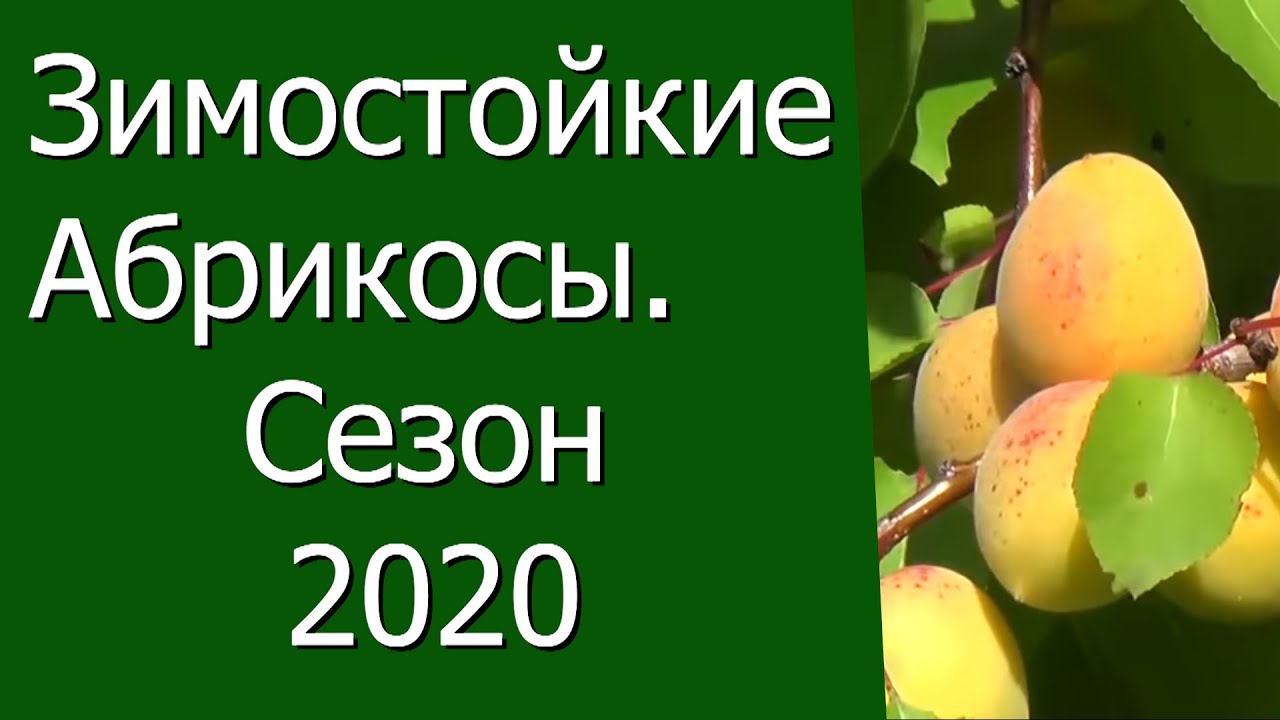 Нажмите, чтобы запустить видео