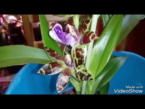 Нажмите, чтобы запустить видео