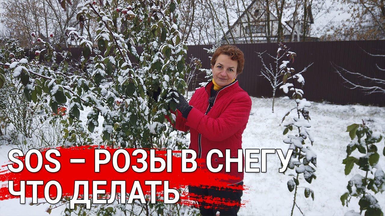 Нажмите, чтобы запустить видео