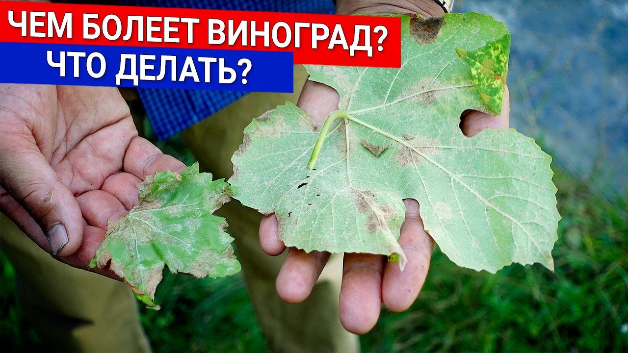 Нажмите, чтобы запустить видео