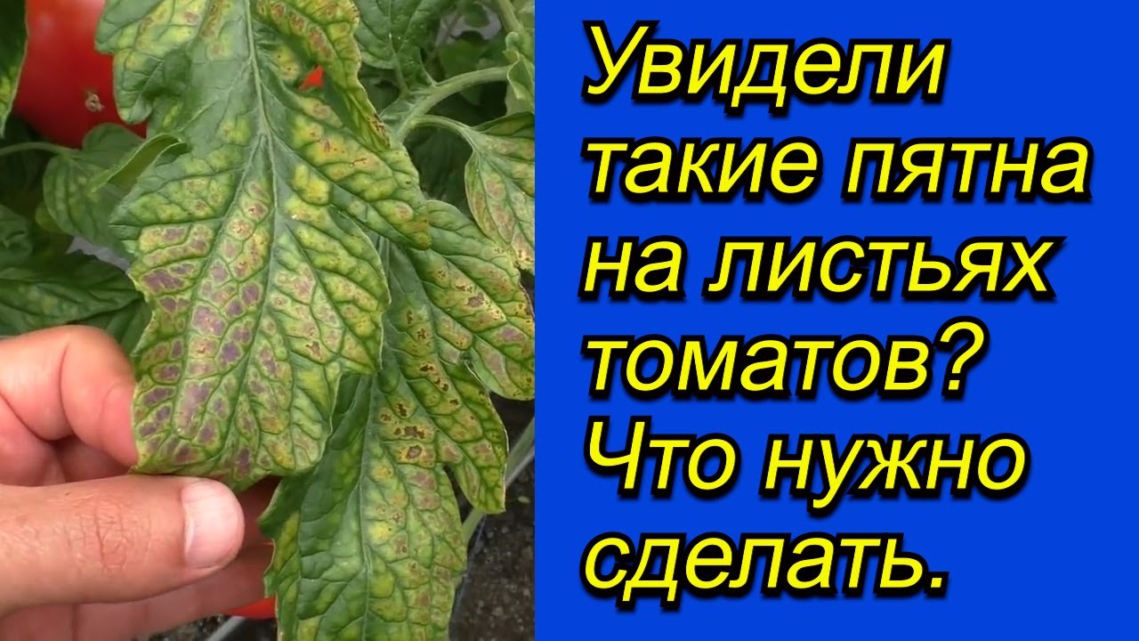 Нажмите, чтобы запустить видео