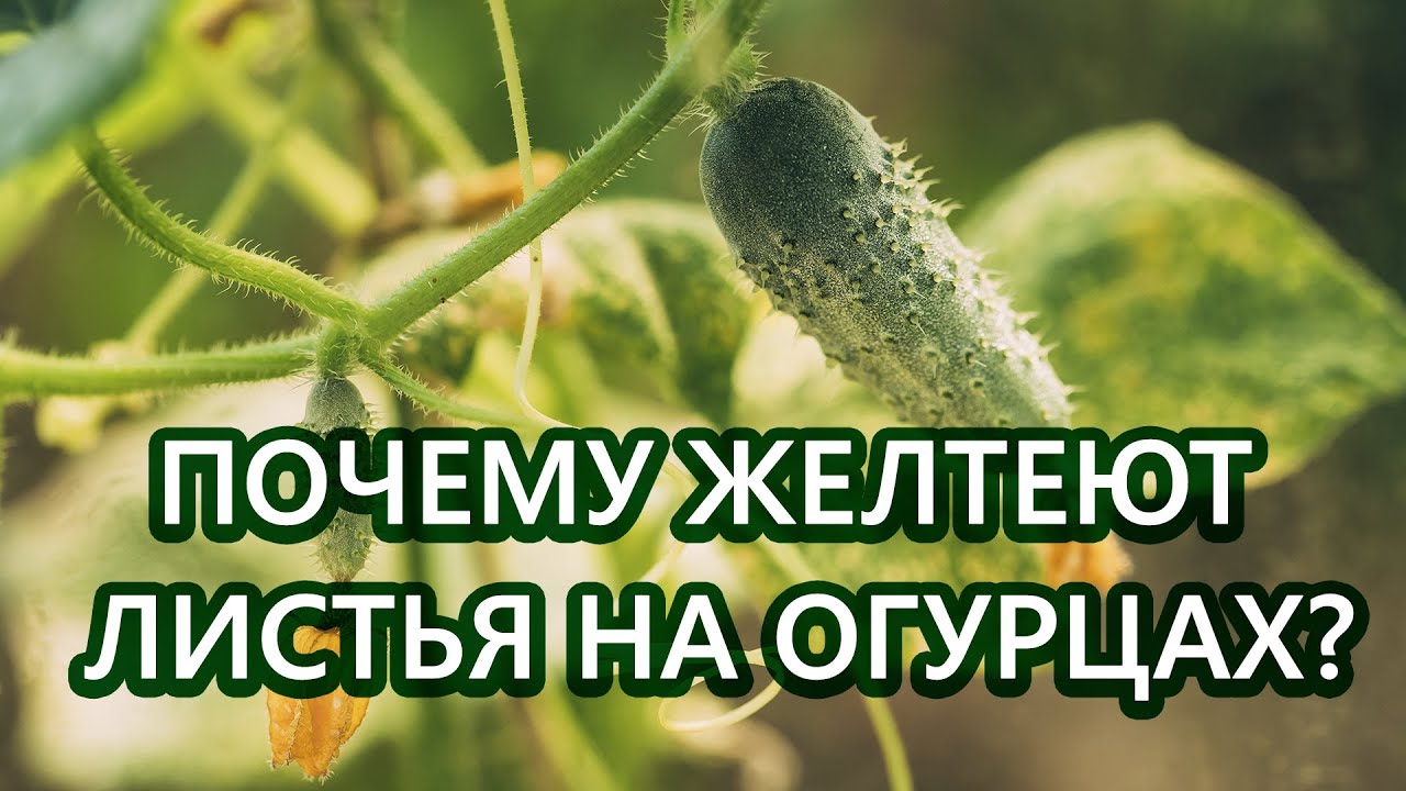 Нажмите, чтобы запустить видео