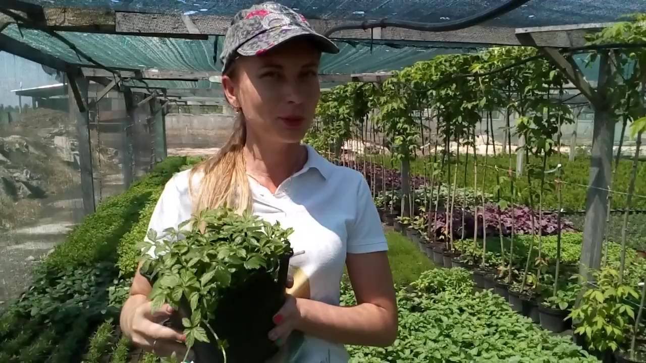 Нажмите, чтобы запустить видео