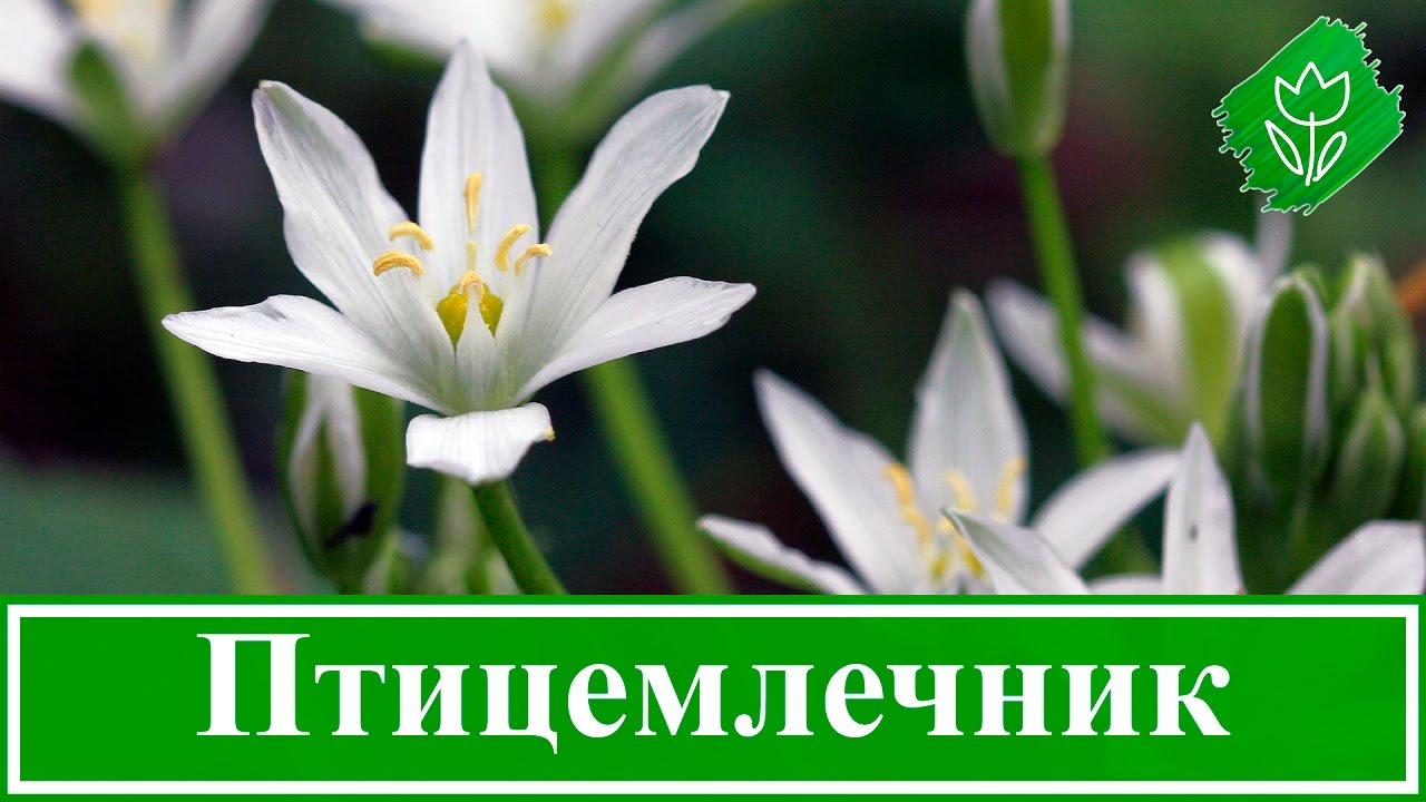 Нажмите, чтобы запустить видео