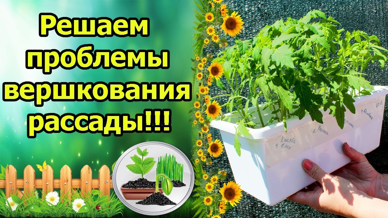 Нажмите, чтобы запустить видео