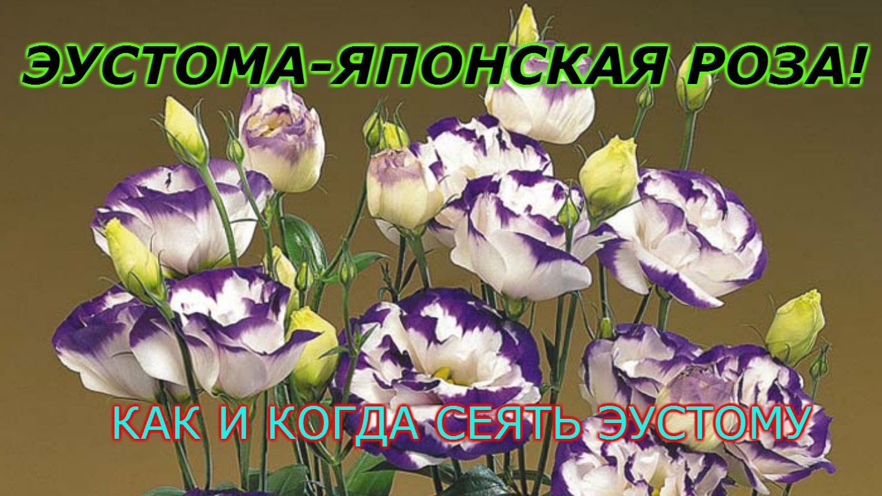 Нажмите, чтобы запустить видео