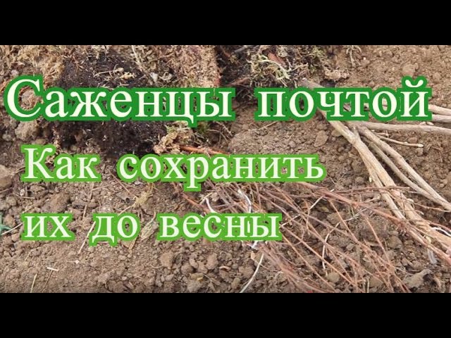 Нажмите, чтобы запустить видео
